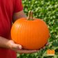 Persona che tiene in mano una zucca arancione rotonda Magician F1 in un campo di zucche.
