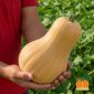 Zucca Matilda F1 Butternut con buccia giallo mostarda e polpa giallo-aranciata dolce.