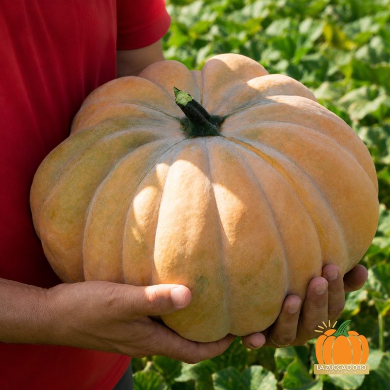 Zucca Moscata di Provenza con marcata costolatura e frutto uniforme da 8-10 kg coltivata in pieno campo.