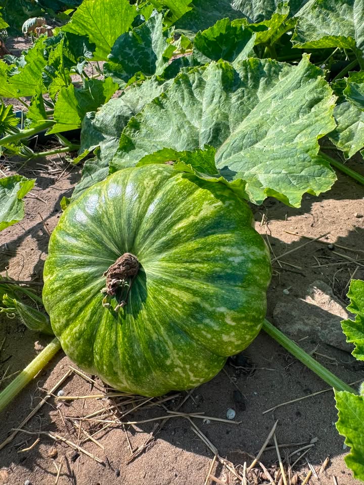 La zucca d'oro