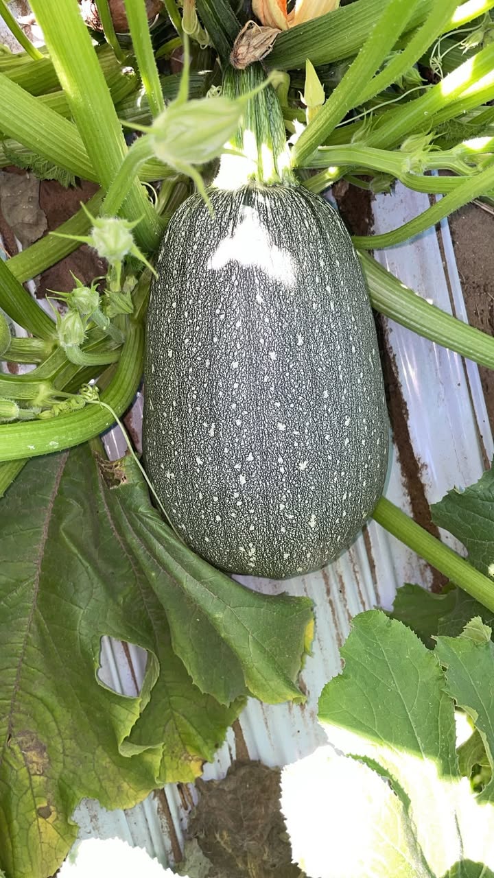 La zucca d'oro