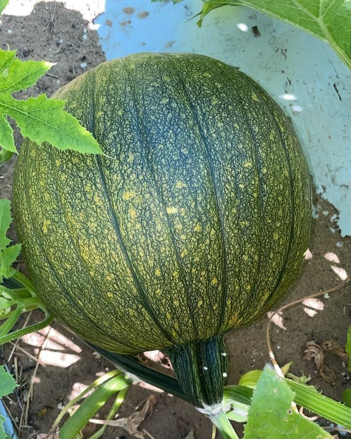 La zucca d'oro