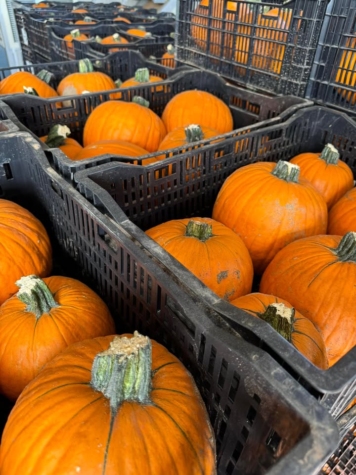 La zucca d'oro