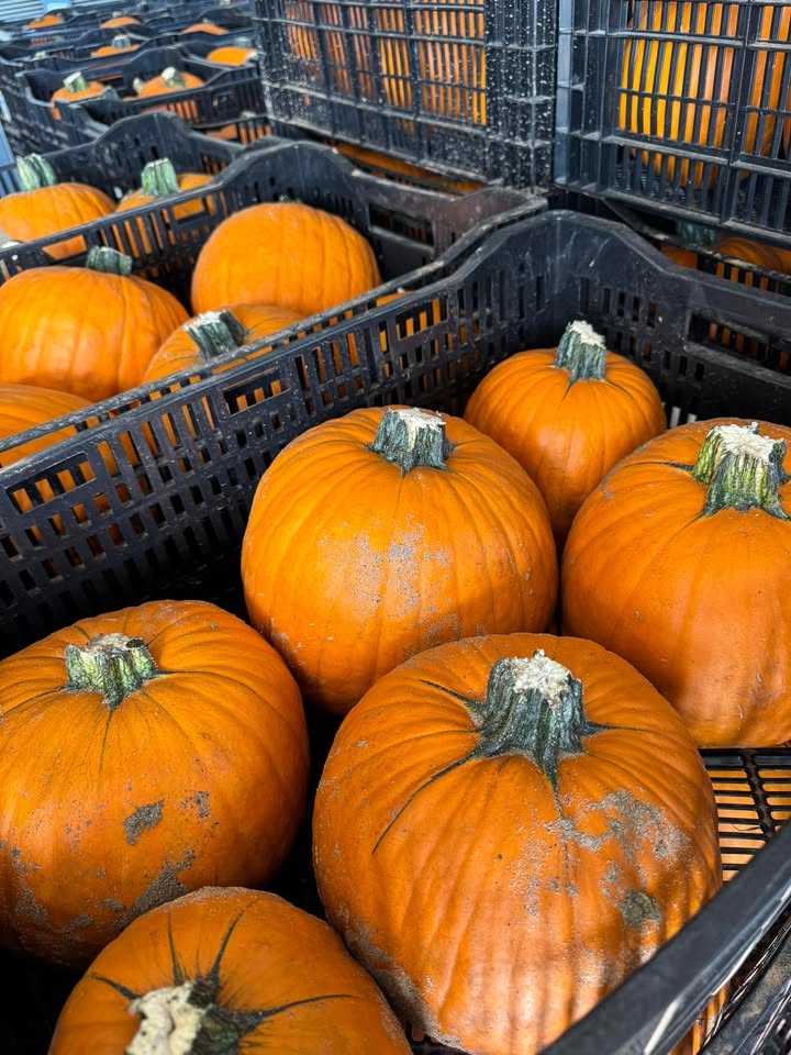 6 nuovi bancali con oltre 1400 zucche 😎 Halloween è sempre più vicino!!! Ultimi disponibili…