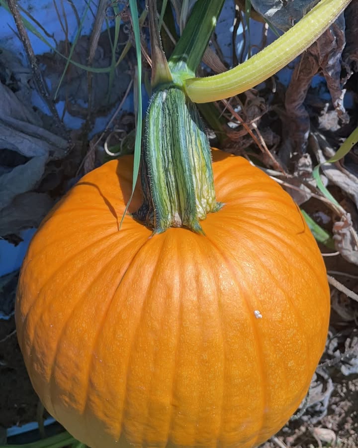 🎃Abbiamo raccolto le prime zucche e le prime consegne sono già arrivate ai clienti. Sono…